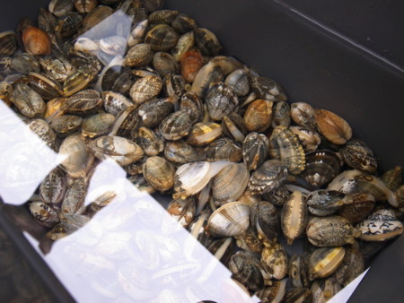 f:id:skubota:20100620152625j:image f:id:skubota:20100620152625j:image