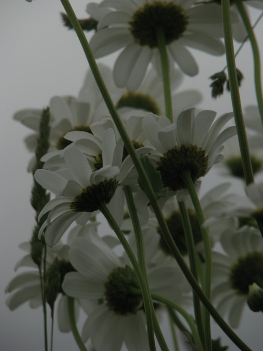 f:id:sky-graph:20140614234037j:image