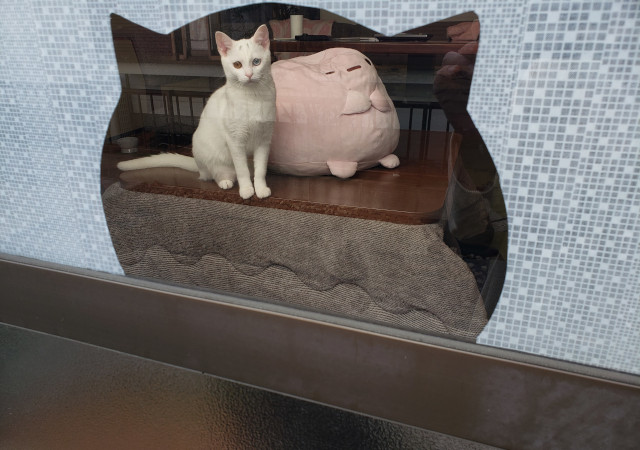 にゃーんにゃーん!こんにちは!!