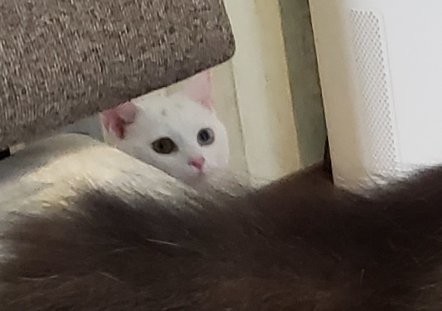 ミテルヨ…