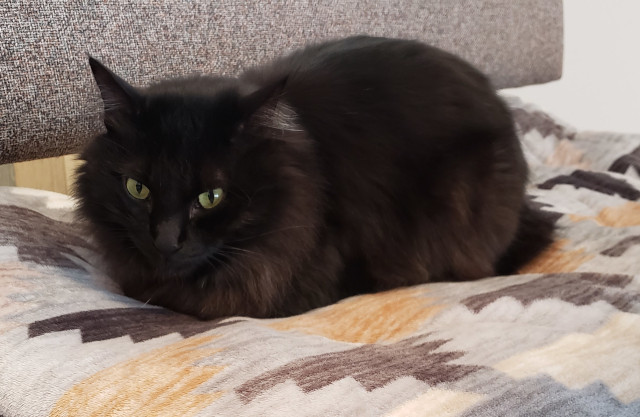 猫 黒猫 香箱座り 猫好きさんと繋がりたい