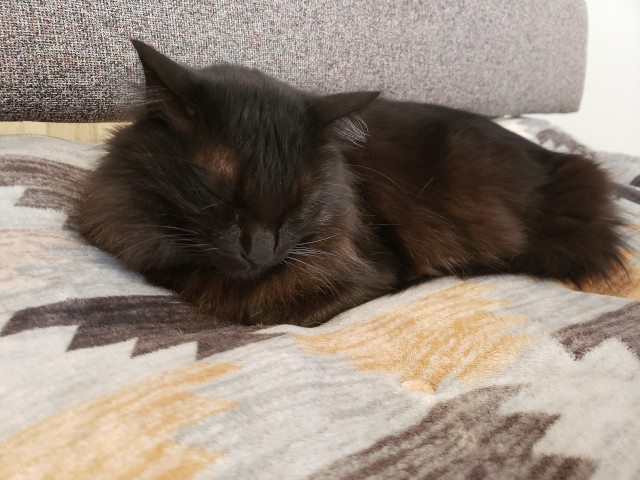 猫 黒猫 香箱座り 猫好きさんと繋がりたい