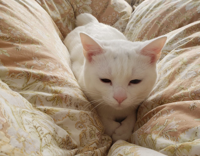 猫 白猫 香箱座り 猫好きさんと繋がりたい