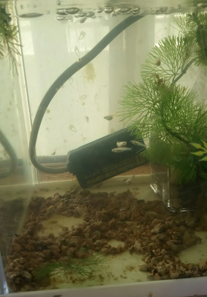 メダカさんお引っ越しのその後と ヒーターを外すタイミングについて 生き物にまみれて暮らす主婦レポート In 東京