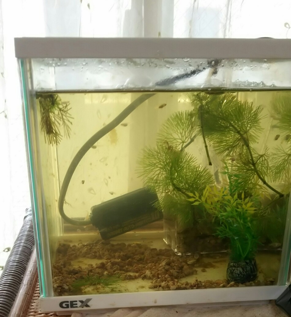 メダカさんお引っ越しのその後と ヒーターを外すタイミングについて 生き物にまみれて暮らす主婦レポート In 東京 メダカさんお引っ越しのその後と ヒーターを外すタイミングについて 生き物にまみれて暮らす主婦レポート In 東京