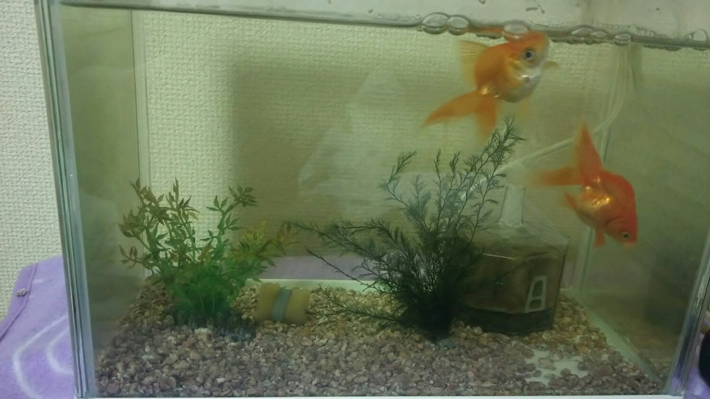 好評 ジェックス 金魚水景 天然おつみまみ草 大 Shipsctc Org