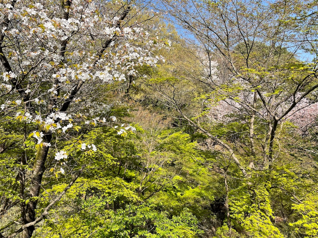 f:id:skyblue8727:20220421215006j:image