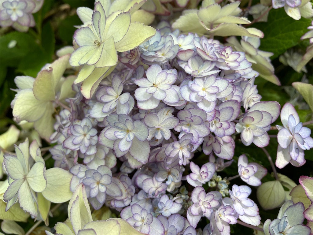 f:id:skyblue8727:20220530202147j:image