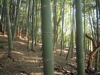 f:id:skyex:20061124190406j:image f:id:skyex:20061124190406j:image