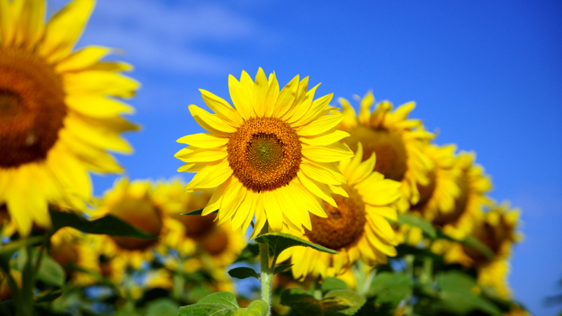 f:id:skyfish25:20150413161239j:plain