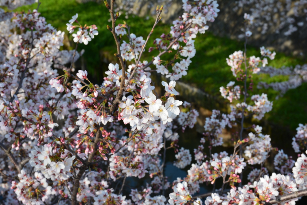 f:id:skyfish25:20150413203944j:plain