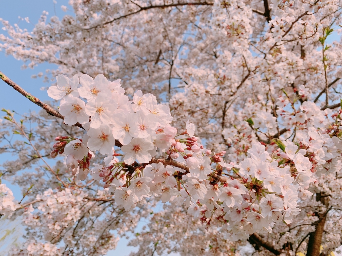 f:id:skyfrogs:20190410000543j:plain