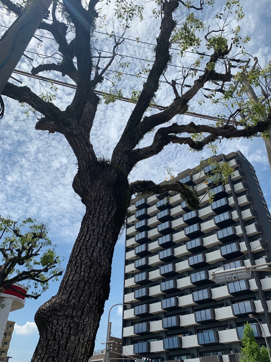 f:id:skyfrogs:20190424002356j:plain f:id:skyfrogs:20190424002356j:plain