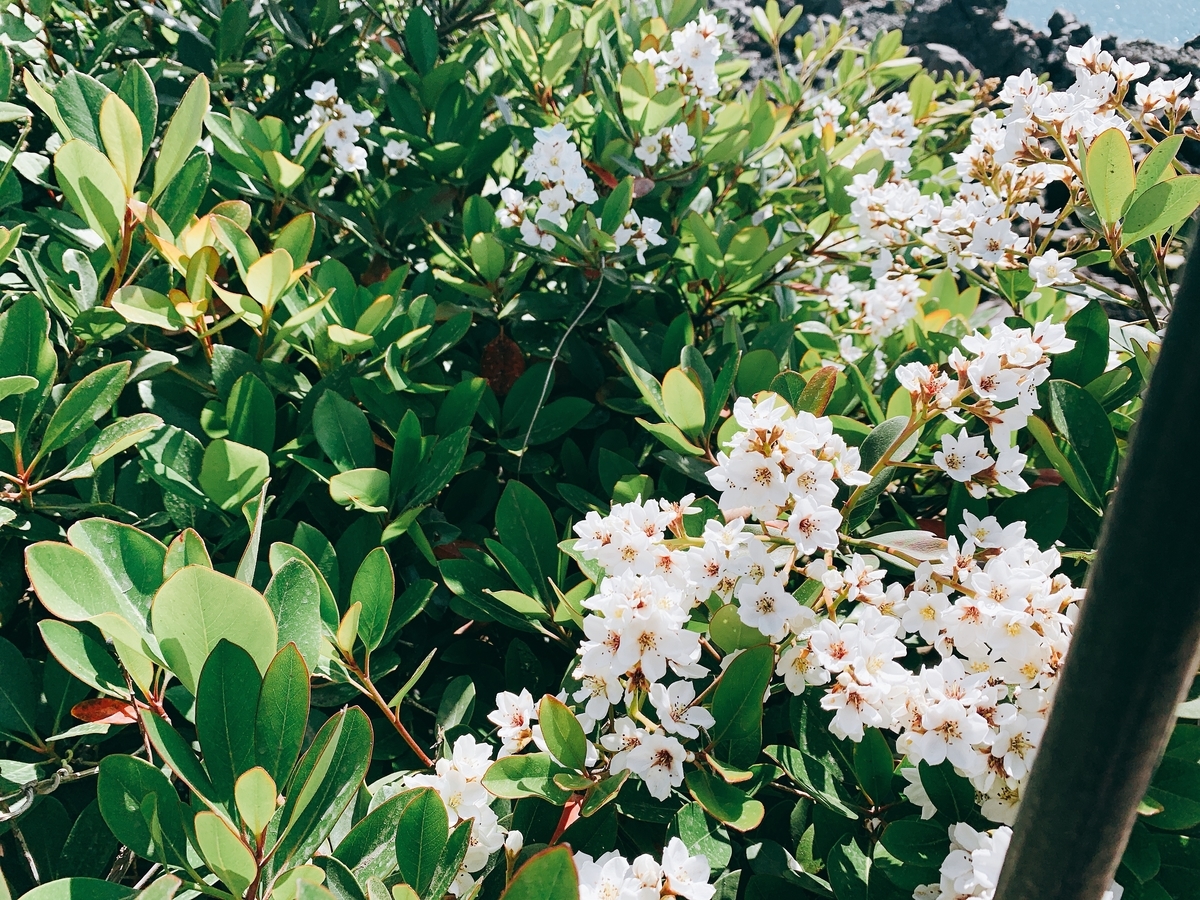 f:id:skyfrogs:20190424010134j:plain