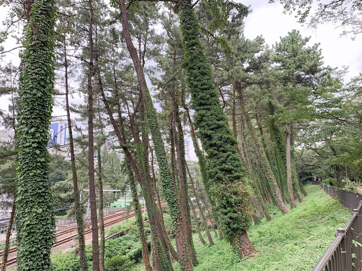 f:id:skyfrogs:20190821005830j:plain f:id:skyfrogs:20190821005830j:plain