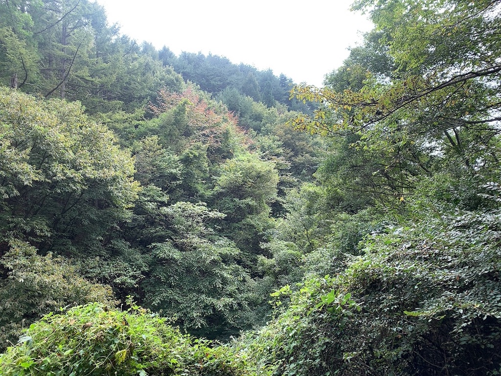 f:id:skyfrogs:20201026232817j:image