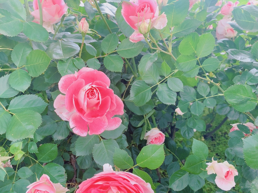 f:id:skyfrogs:20210510233125j:plain