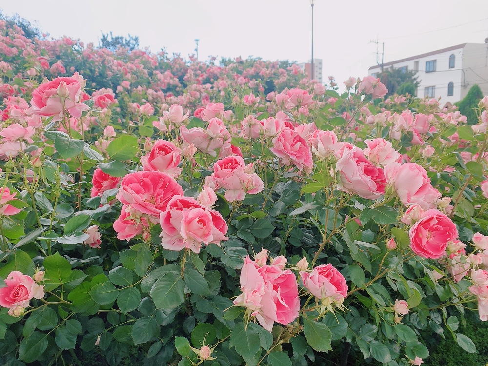 f:id:skyfrogs:20210510233129j:plain