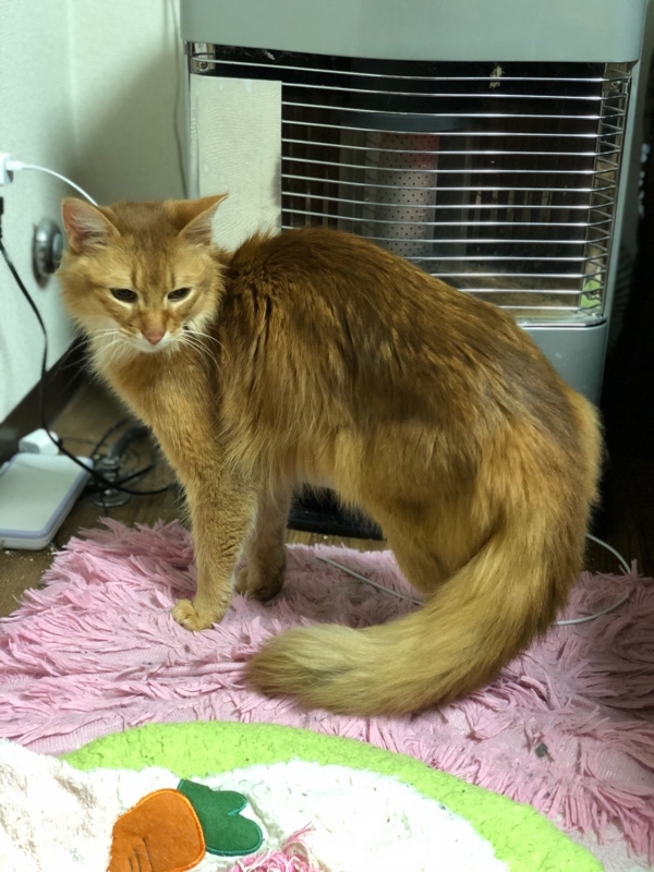 どうしてこうなったの きょうもそらはあおいのだよ