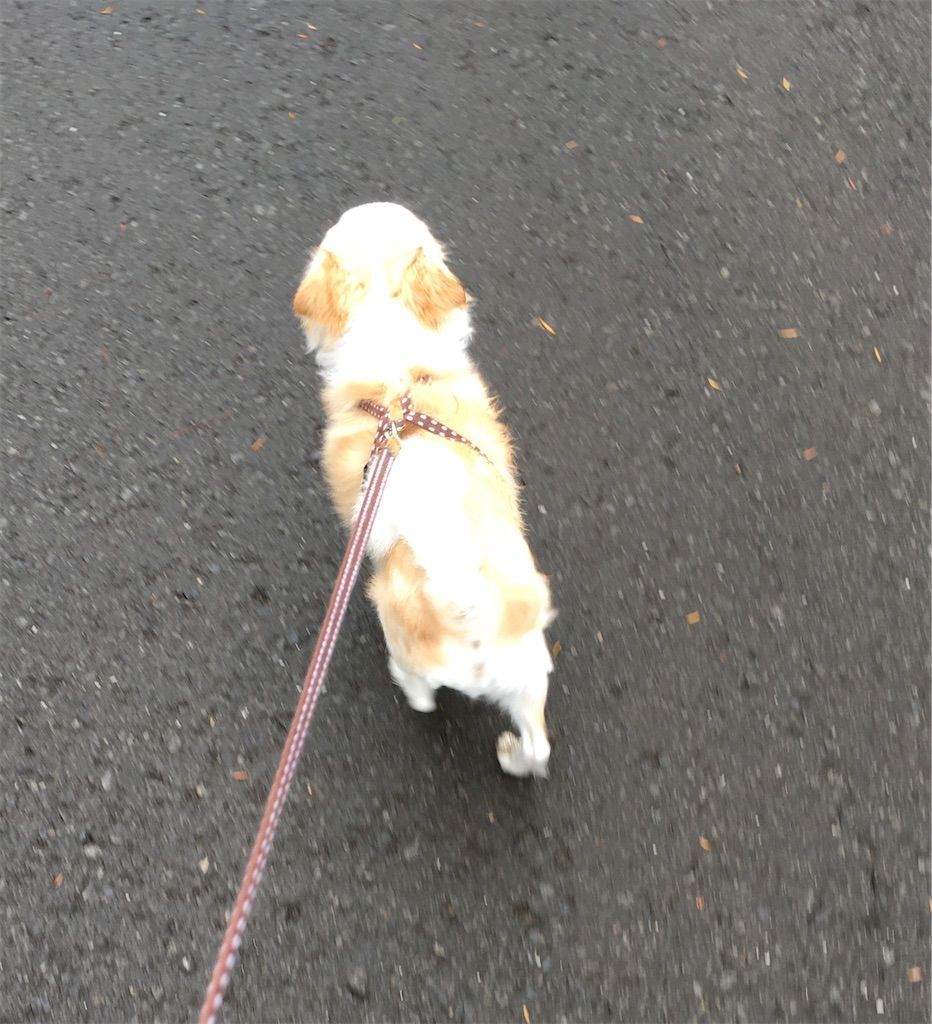 犬の躾けコマンドである お手 は英語で Give Me Your Paw 40代主婦 変化とのゆるりとした戦い 彡