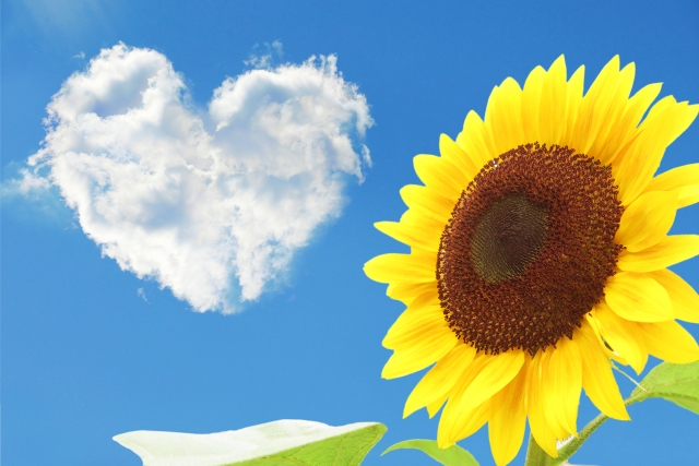 f:id:skyzone:20190724170719j:plain f:id:skyzone:20190724170719j:plain