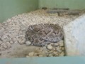 20120316102425