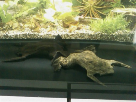f:id:sl-st:20120316154058j:image