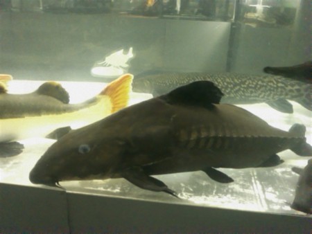 f:id:sl-st:20120316154724j:image