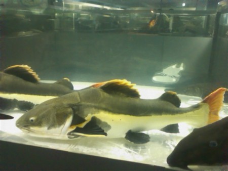 f:id:sl-st:20120316154733j:image