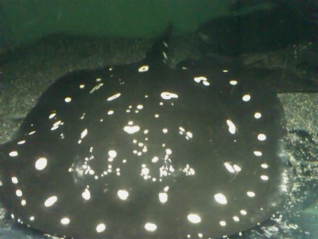 f:id:sl-st:20120316155345j:image