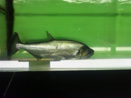 f:id:sl-st:20120316155428j:image