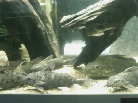 f:id:sl-st:20120316160033j:image