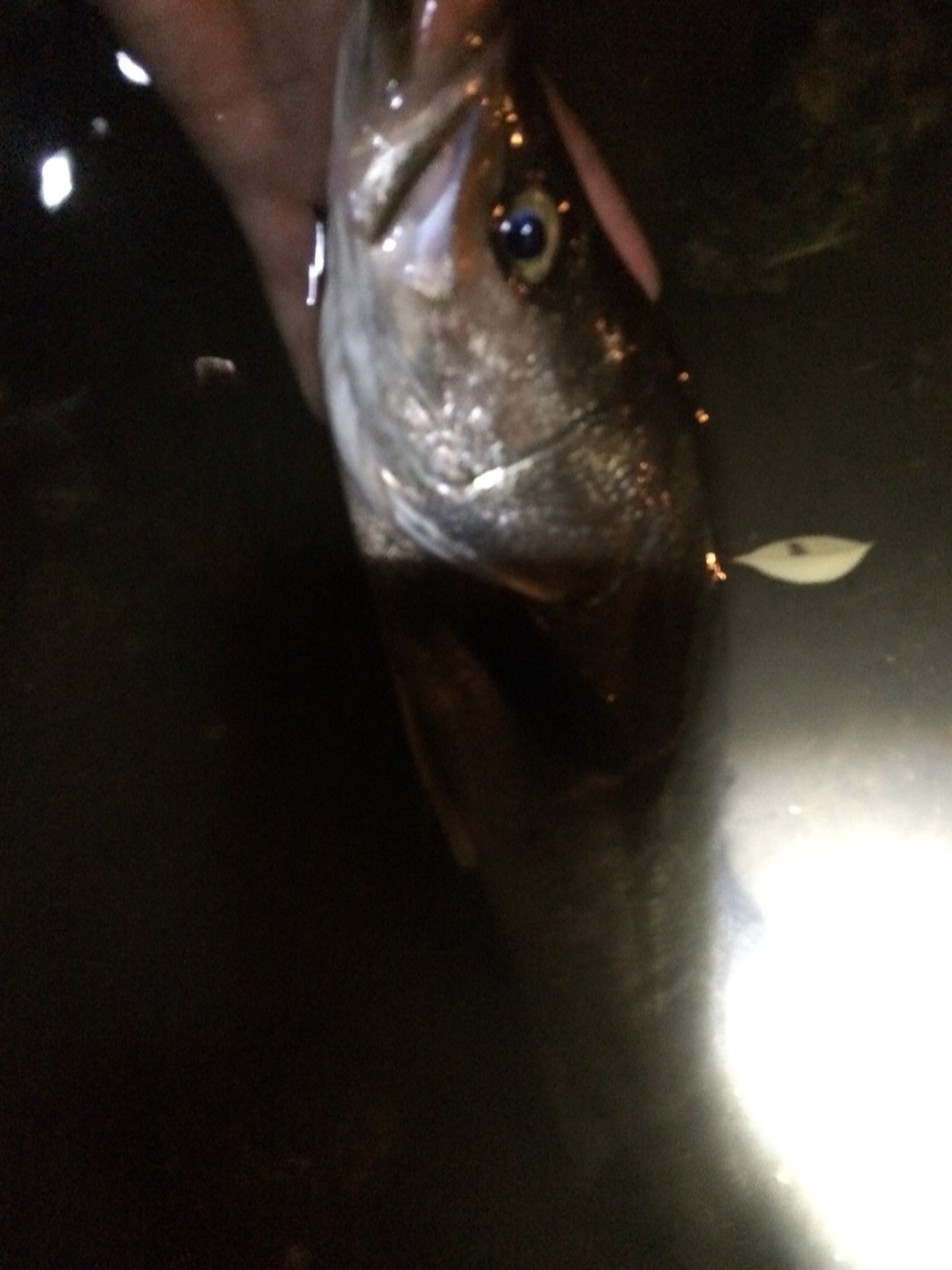 f:id:slackfish:20180626210113j:image f:id:slackfish:20180626210113j:image