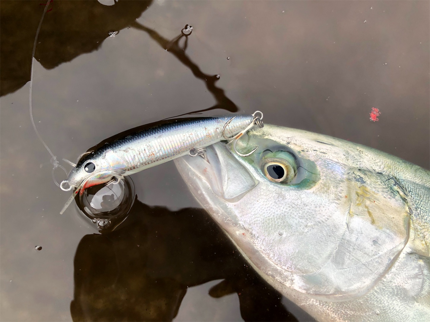 f:id:slackfish:20191122211035j:image f:id:slackfish:20191122211035j:image