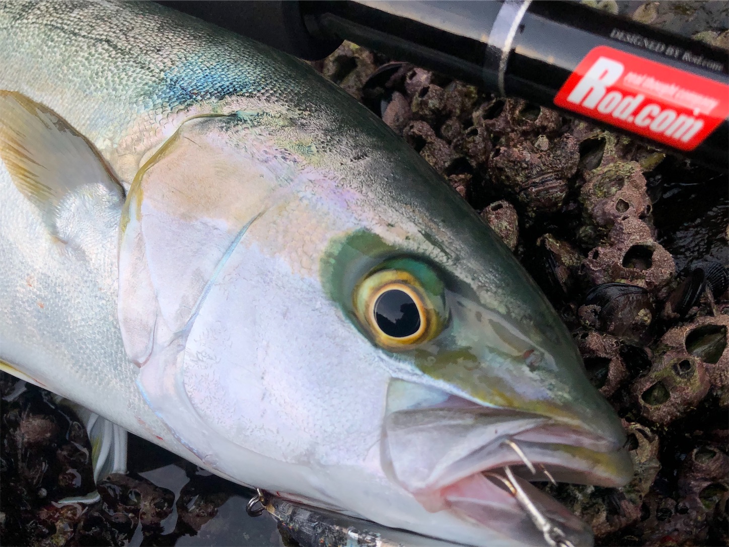 f:id:slackfish:20191122215535j:image f:id:slackfish:20191122215535j:image