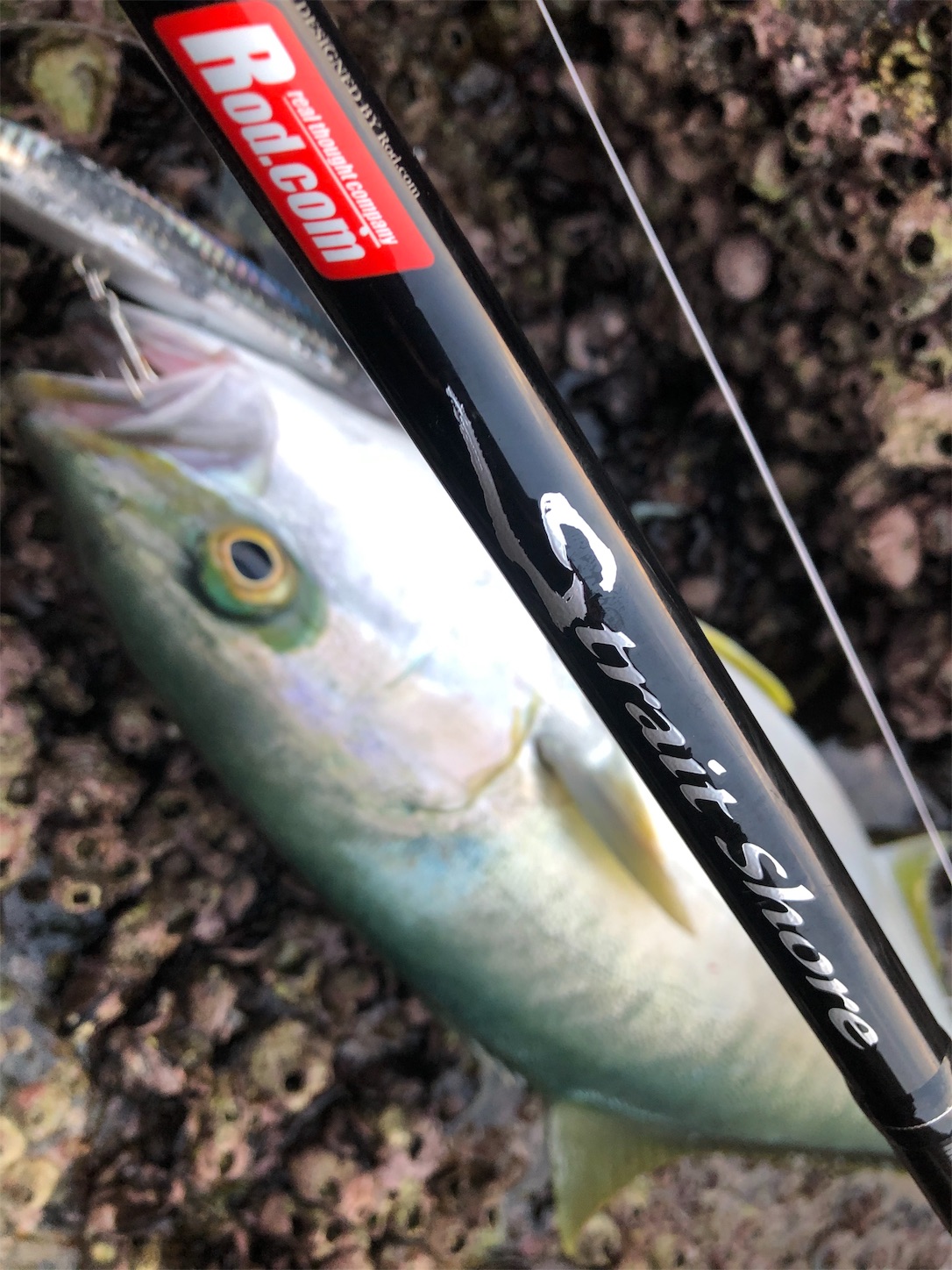 f:id:slackfish:20191122215638j:image f:id:slackfish:20191122215638j:image