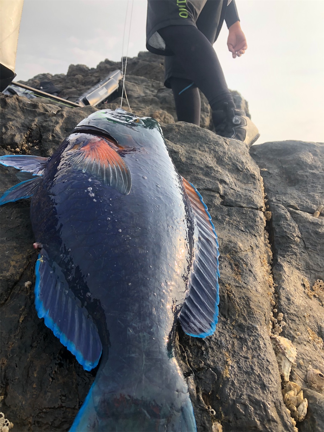 f:id:slackfish:20191122220034j:image f:id:slackfish:20191122220034j:image