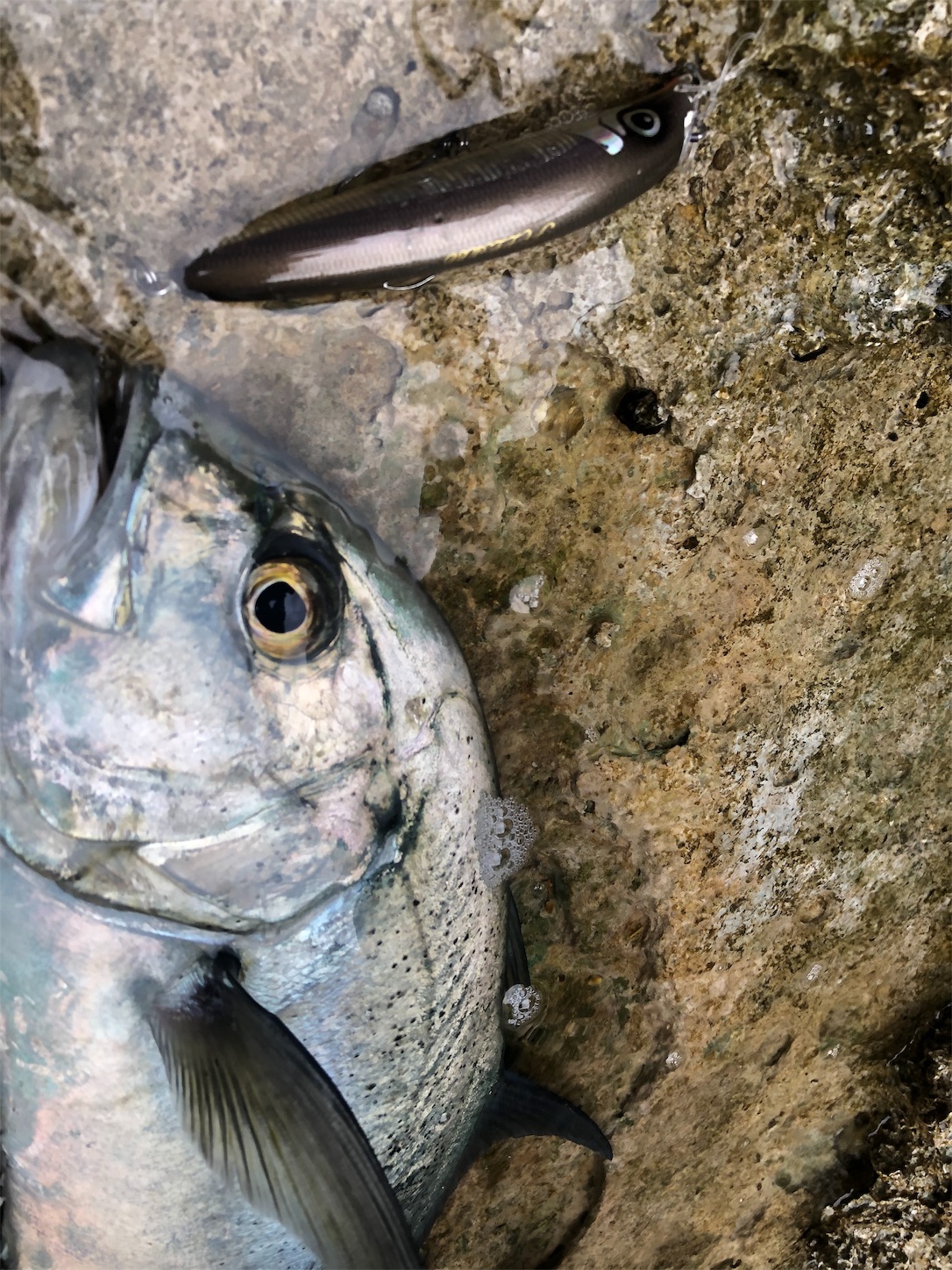 f:id:slackfish:20191122220811j:image f:id:slackfish:20191122220811j:image