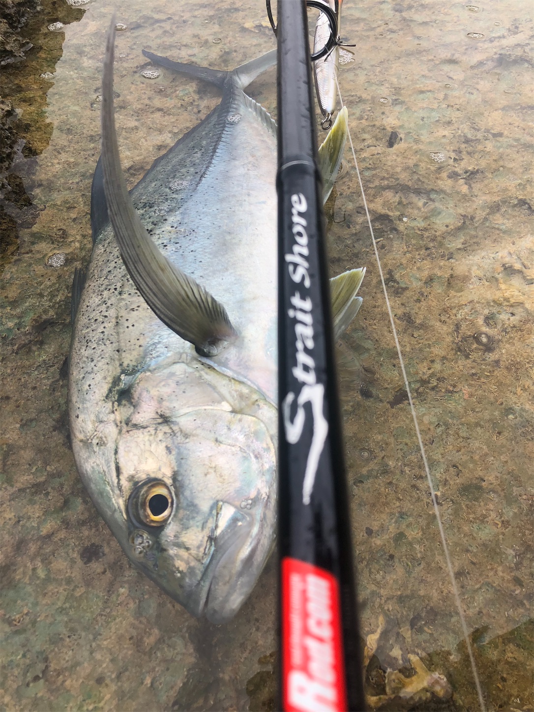 f:id:slackfish:20191122220829j:image f:id:slackfish:20191122220829j:image