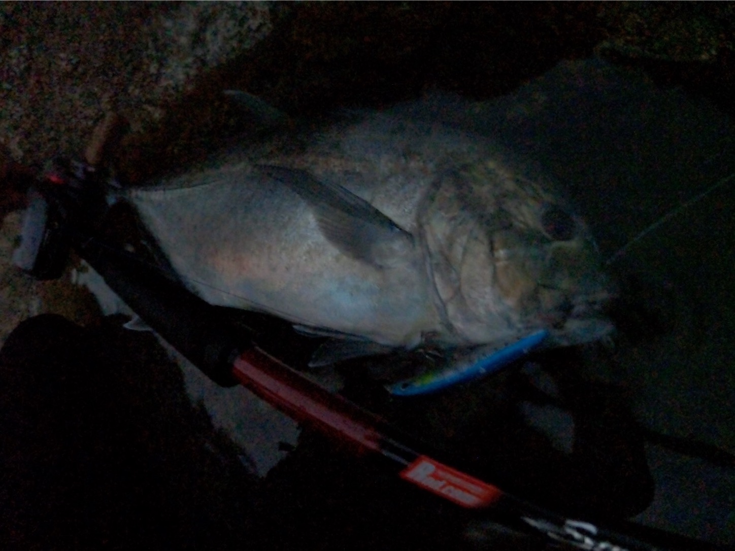 f:id:slackfish:20201129194916j:image f:id:slackfish:20201129194916j:image