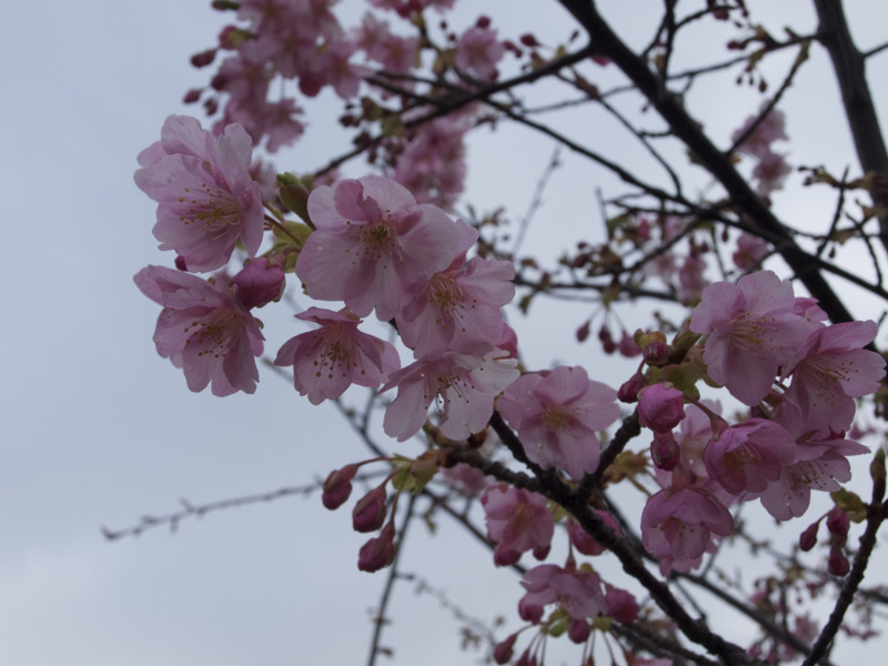 f:id:sleepysyrup:20130216124342j:image:w640 f:id:sleepysyrup:20130216124342j:image:w640