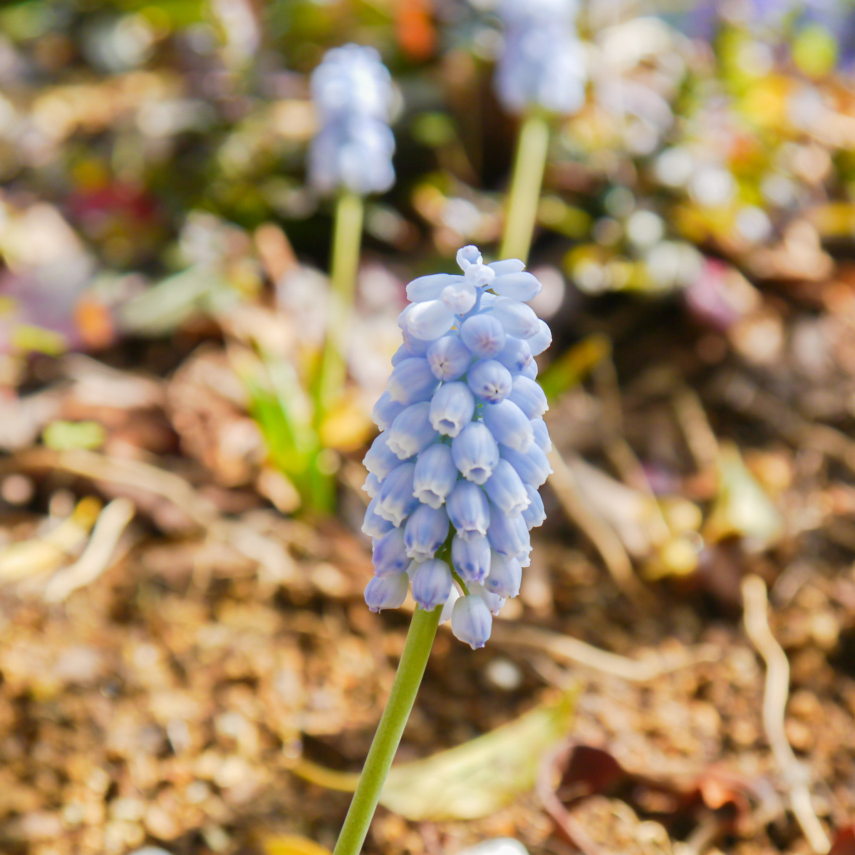 f:id:sleets_chi:20220324151945j:plain