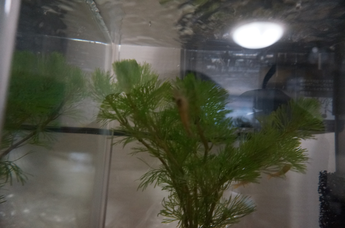 f:id:slideglide:20190716221650p:plain