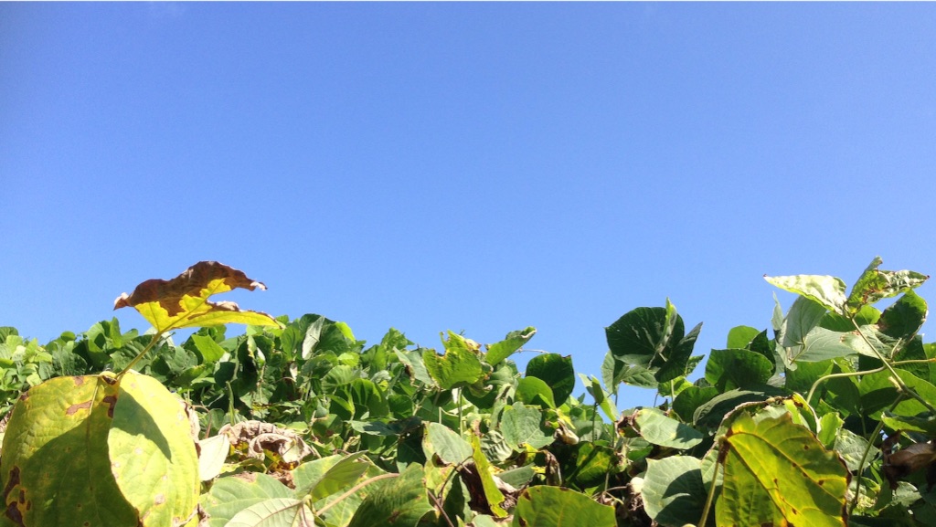 f:id:slowdownslow:20150911184313j:image f:id:slowdownslow:20150911184313j:image