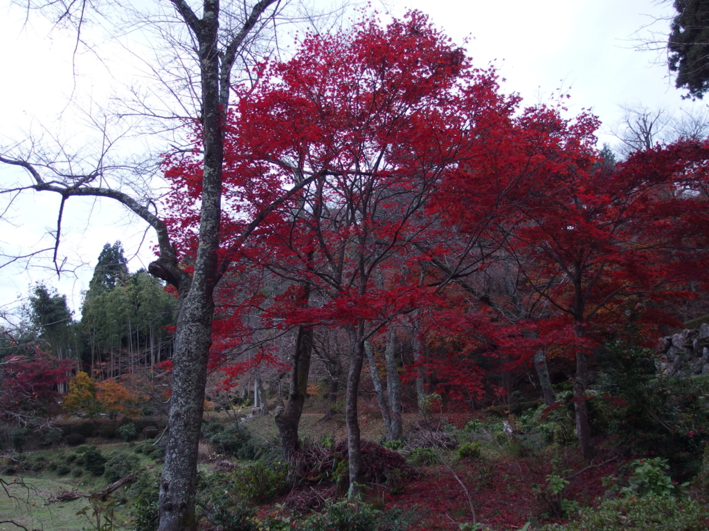 f:id:slowdreamer:20161127183208j:plain f:id:slowdreamer:20161127183208j:plain