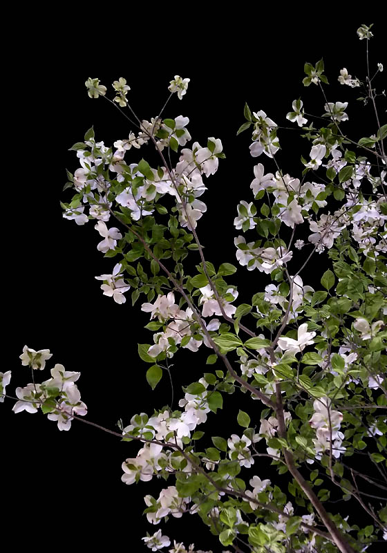 f:id:slowgoing:20180410190918j:image:w360:left