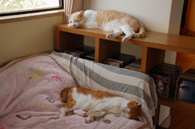 f:id:slowlearner_m:20090716140817j:image