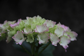 f:id:slowlearner_m:20100608112620j:image