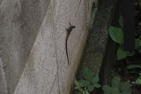 f:id:slowlearner_m:20100629111630j:image