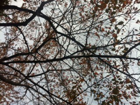 f:id:slowlearner_m:20111129110130j:image